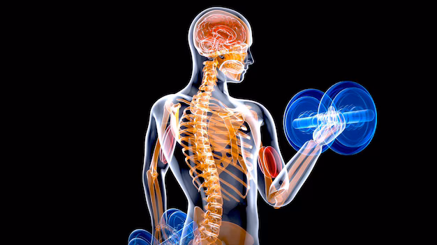 x-ray of human lifting weights