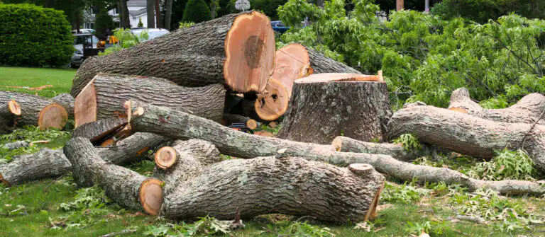 tree laying on the ground